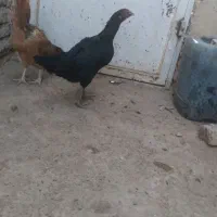 مرغ لاری|حیوانات مزرعه|خواف, |دیوار