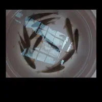 ماهی زنده برای استخر۱۰تمن