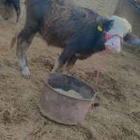 گاومیش|حیوانات مزرعه|سوسنگرد, |دیوار