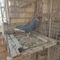 ماده دوم سفید