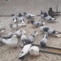 سبز دم سفید