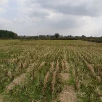 فروش زمین شالیزاربه مساحت ۷۵۰۰