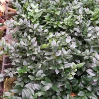 یاس کرتی|خدمات باغبانی و درختکاری|املش, |دیوار