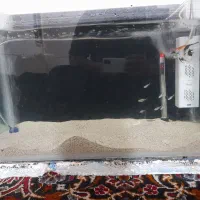 اکواریوم|ماهی|رامهرمز, |دیوار