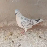 ۸ تا حیون|پرنده|تهران, مشیریه|دیوار