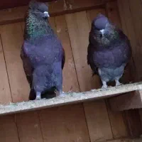 کبوتر شمرونی دولابی گرو|پرنده|خمینیشهر, |دیوار