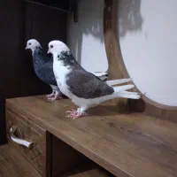 ی جفت کفتر آس|پرنده|قرچک, شهرک طلائیه|دیوار