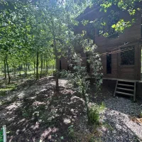 باران. جنگل و طبیعت و حس زیبا