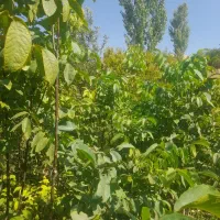 نهال گرده ۳ساله|حراج|شیراز, گویم|دیوار