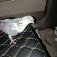 کبوتر  پرشی