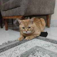 گربه نر سالم شیطون