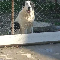 هفت ماهه|سگ|سیمین شهر, |دیوار