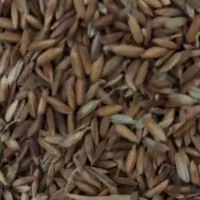 برنج تازه شرطی|خوردنی و آشامیدنی|شوش, |دیوار