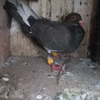 افشون سوسکی کفتر گرفتنی