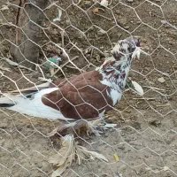 کفتر دونه ای ۱۰۰ تومن مفت