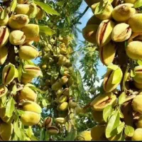 نهال بادام ومیوه|گل و گیاه طبیعی|کوهدشت, |دیوار