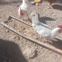 خروس