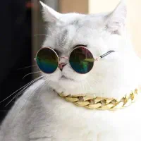 وسایل سگ گربه