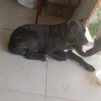 سگ پیتبول رنگ مشگی دوساله هست