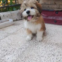 توله سگ مالتیزعروسکی