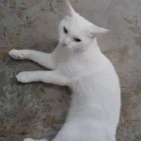 گربه پرشین|گربه|گنبد کاووس, |دیوار