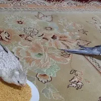 جفت عروس هلندی