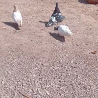 سه عدد کفتر|پرنده|مسجد سلیمان, |دیوار