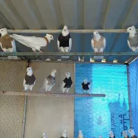طوقی کرمانشاهی|پرنده|بندر گناوه, |دیوار