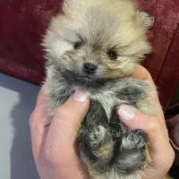 توله پامرانین|سگ|فردیس, فردیس|دیوار