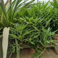 گل های آپارتمانی بسیار زیبا|گل و گیاه طبیعی|محمدیه-قزوین, |دیوار