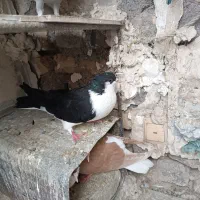 کفتر ساده