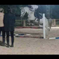 اسب..مادیان نژاد ورزشی|اسب و تجهیزات اسبسواری|تهران, هاشمآباد|دیوار