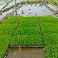 توم تازه سرحال قابل نشاء