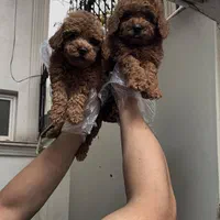 تاینی توی پودل