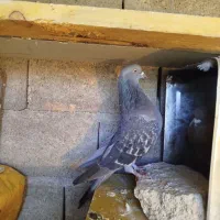 کبوتر تکپر|پرنده|دماوند, دماوند|دیوار