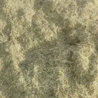 یونجه و بذر یونجه