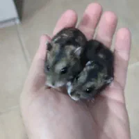 همستر کمپل بامزه و بازیگوش کاملا سالم