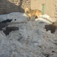 سگ سرابی گمشد|حیوانات|زنجان, |دیوار