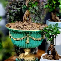 گلدان های سلطنتی