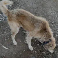 سگ گله معاوضه با سگ نگهبان|سگ|کشاورز, |دیوار