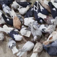 حدودا 92تا کبوتر چاشنی بازی