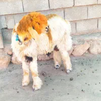 یک راس کوه قوچ داشتی به قیمت گوشت(بره.بز.میش)|حیوانات مزرعه|کوهرنگ, |دیوار