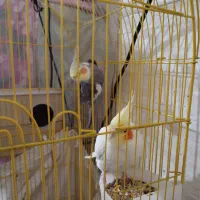 یه جفت عروس هلندی مولد با ضمانت|پرنده|فردوسیه, |دیوار