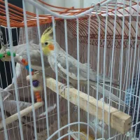 یک جفت عروس هلندی بالغ و تک سخنگو|پرنده|قرچک, محمد آباد|دیوار