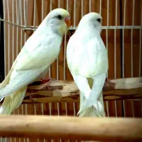 مرغ عشق کوتوله فنچ عروس هلندی|پرنده|قم, نخودی|دیوار