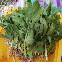 سبزی روستا جوان سالم بفروش میرسد