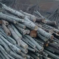 خرید و فروش انواع چوب|خدمات باغبانی و درختکاری|کوهدشت, |دیوار