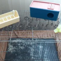 دو عدد قفس پرنده|لوازم جانبی حیوانات|سهند, |دیوار