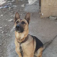سگ ژرمن اصیل .ماده|سگ|کرمانشاه, |دیوار