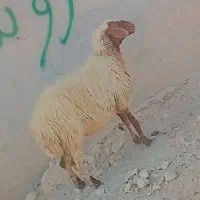 گوسفند آبستن